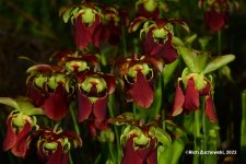 pitcher_plant_flowers_04242022_01.jpg
