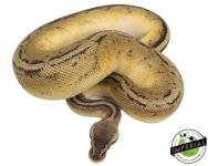 pastel-genetic-stripe-ball-python-for-sale_572328d4-74f8-4225-8d4c-ed4733690a38.jpg