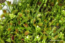 flytraps_04242022_01.jpg