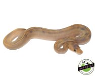 mimosa-ball-python-for-sale.jpg