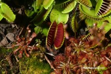 flytraps_04242022_02.jpg