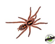 pumpkin-patch-tarantula-for-sale.jpg