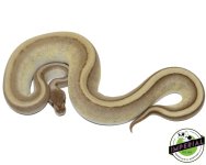 butter-genetic-stripe-ball-python-for-sale.jpg