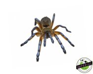 golden-blue-leg-baboon-tarantula-for-sale.jpg