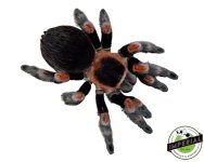 mexican-red-knee-tarantula.jpg