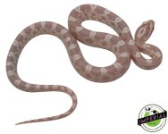 Snow-Cornsnake-for-sale (1).jpg