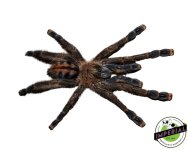 puerto-rican-pink-toe-tarantula-for-sale.jpg
