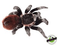 mexican-red-rump-tarantula-for-sale.jpg