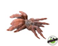 orange-tree-spider-for-sale.jpg