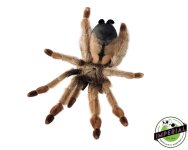 panamanian-blonde--tarantula-for-sale.jpg