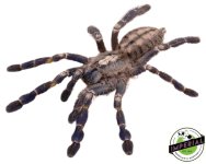 mysore-ornamental-tarantula-for-sale.jpg