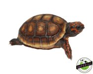 red-foot-tortoise-for-sale_a3271dea-4629-4070-8766-d84f155d6557.jpg