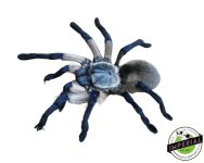 socotra-island-blue-baboon-tarantula-for-sale.jpg