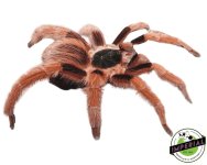 colombian-giant-redleg-tarantula-for-sale.jpg