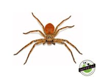 orange-huntsman-spider-for-sale.jpg