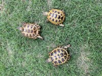 IMG_0110.jpg