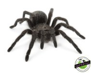 brazilian-black-tarantula-for-sale.jpg