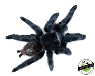 brazilian-wooly-black-tarantula-for-sale.jpg