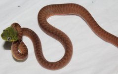 boiga 1.jpg