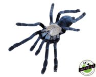 purple-earth-tiger-hati-hati-tarantula-for-sale.jpg