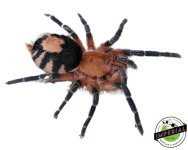 bolivian-dwarf-beauty-tarantula-for-sale.jpg
