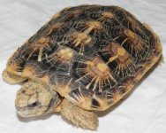 pancake 1.jpg