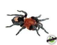 peruvian-dwarf-red-leg-tarantula-for-sale.jpg