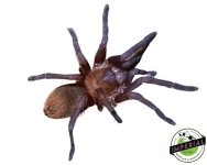 cuban-dwarf-violet-tarantula-for-sale.jpg