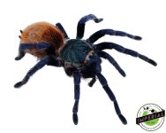 green-bottle-blue-tarantula-for-sale.jpg