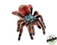 atilles-pink-toe-tarantula-for-sale.jpg