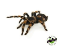 mexican-redknee-tarantula-for-sale.jpg
