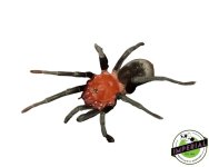 brazilian-red-head-tarantula-for-sale.jpg