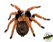 mexican-blood-leg-tarantula-for-sale.jpg