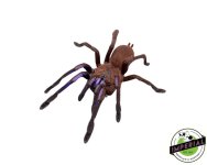 electric-blue-tarantula-for-sale.jpg