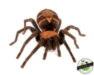 gutamalan-tiger-rump-tarantula-for-sale.jpg