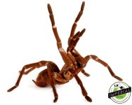 goliath-bird-eater-tarantula-for-sale.jpg