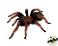 mexican-fire-leg-tarantula-female-for-sale.jpg