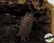 powder-blue-isopods-for-sale.jpg