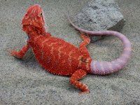 Hypo het Trans Female #F-G, 12in, $400 - Copy.jpg