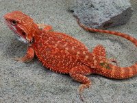 Het Hypo Trans Female #D-G, 10in, $200 - Copy.jpg