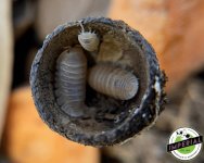 papaya-isopod-for-sale.jpg