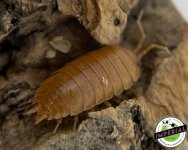 orange-lavis-isopods.jpg