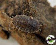 caramel-isopods-for-sale.jpg