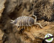 oreo-crumble-isopods-for-sale.jpg