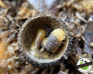 rubber-ducky-isopod.jpg