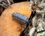 montenegro-clown-isopods-for-sale.jpg