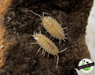 powder-whiteout-isopods-for-sale.jpg