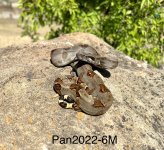 IMG_1937.jpg