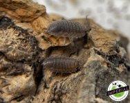 red-scaber-isopods-for-sale.jpg