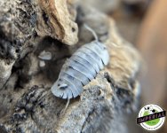 shiro-utsuri-isopod-for-sale.jpg